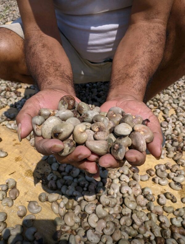 Raw Cashew Nuts - Image 4